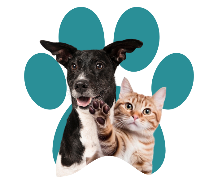 Cahorro preto  Cachorro preto