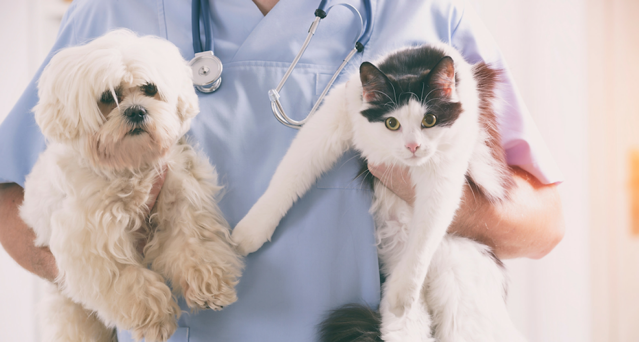 Cachorro e gato Cachorro e gato